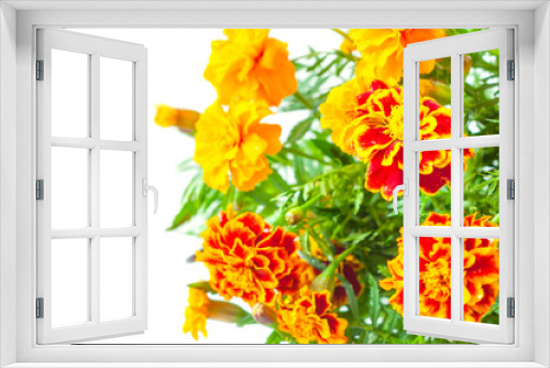 Fototapeta Naklejka Na Ścianę Okno 3D - colorful marigold flowers with green leaves isolated on white background with space for text