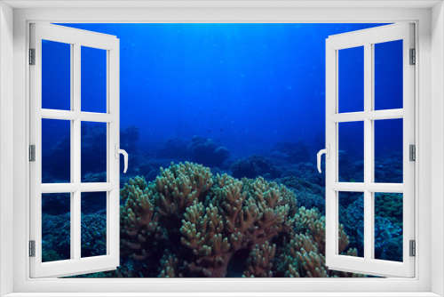 Fototapeta Naklejka Na Ścianę Okno 3D - underwater world / blue sea wilderness, world ocean, amazing underwater