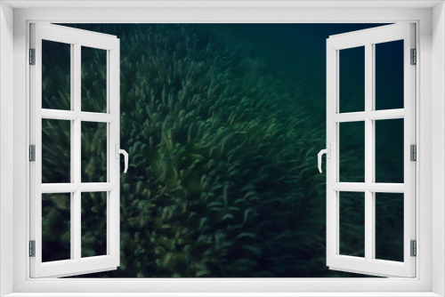 Fototapeta Naklejka Na Ścianę Okno 3D - underwater green landscape / nature underwater eco ecology lake, wild diving