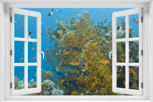 Fototapeta Naklejka Na Ścianę Okno 3D - A colorful and vibrant tropical coral reef scene with Net fire c