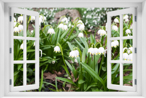Fototapeta Naklejka Na Ścianę Okno 3D - white snowdrop spring bellflowers closeup view