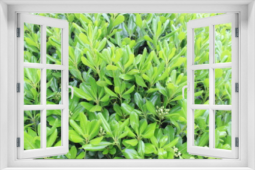 Fototapeta Naklejka Na Ścianę Okno 3D - GREEN