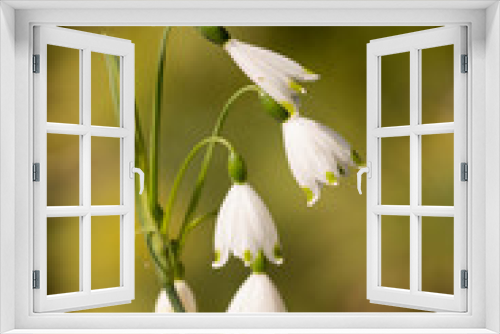 Fototapeta Naklejka Na Ścianę Okno 3D - White flowers at springtime
