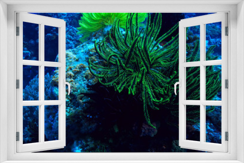Fototapeta Naklejka Na Ścianę Okno 3D - coral reef underwater / lagoon with corals, underwater landscape, snorkeling trip