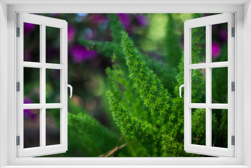 Fototapeta Naklejka Na Ścianę Okno 3D - foxtail fern