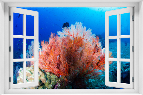 Fototapeta Naklejka Na Ścianę Okno 3D - Colorful tropical coral reefscape