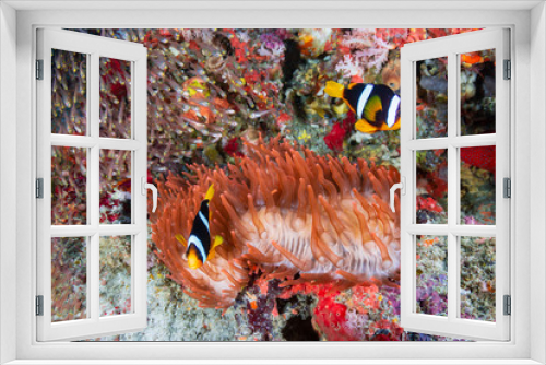 Fototapeta Naklejka Na Ścianę Okno 3D - Colorful banded Clownfish on a red anemone on a coral reef