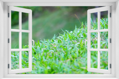 Fototapeta Naklejka Na Ścianę Okno 3D - selective focus green field.
