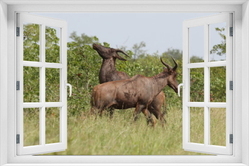 Fototapeta Naklejka Na Ścianę Okno 3D - Leierantilope oder Halbmondantilope / Common Tsessebe / Damaliscus lunatus