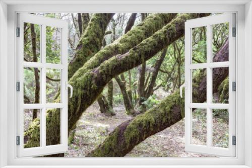 Fototapeta Naklejka Na Ścianę Okno 3D - The mossy trees in the nature reserve Laguna Grande on the island of La Gomera near Tenerife, Spain