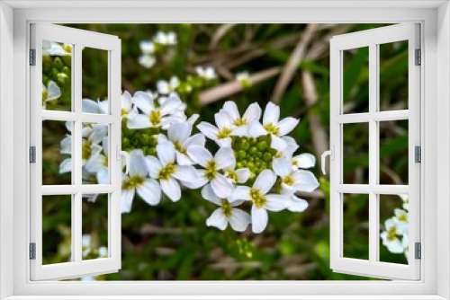Fototapeta Naklejka Na Ścianę Okno 3D - many white flowers blooming in the garden