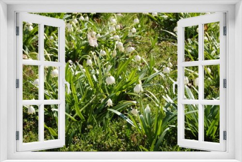 Fototapeta Naklejka Na Ścianę Okno 3D - Leucojum white flowers Amaryllis family in spring in the park closeup