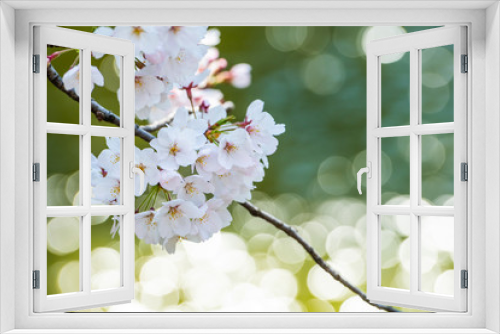 Fototapeta Naklejka Na Ścianę Okno 3D - Cherry blossom in spring for background or copy space for text