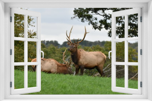Fototapeta Naklejka Na Ścianę Okno 3D - Young bull elks in meadow