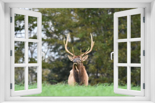 Fototapeta Naklejka Na Ścianę Okno 3D - Young bull elk in meadow