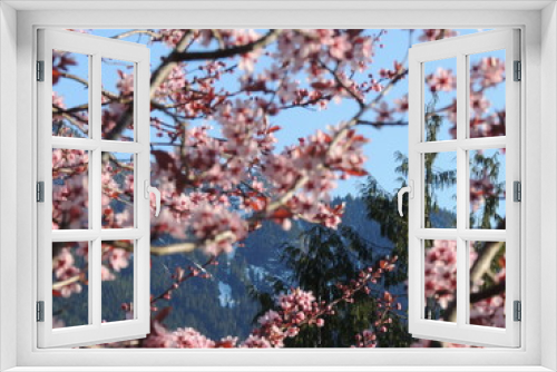 Fototapeta Naklejka Na Ścianę Okno 3D - cherry tree blossom in spring