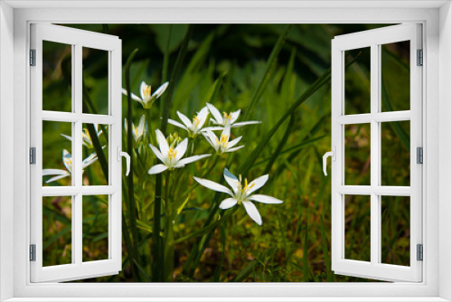 Fototapeta Naklejka Na Ścianę Okno 3D - White flowers