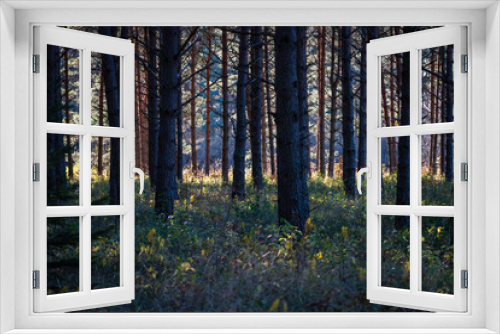Fototapeta Naklejka Na Ścianę Okno 3D - dark forest with tree trunks in even light