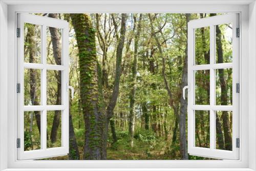 Fototapeta Naklejka Na Ścianę Okno 3D - Wooded area of ​​spring 