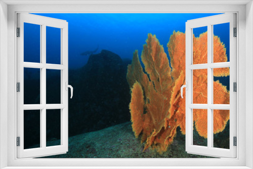 Fototapeta Naklejka Na Ścianę Okno 3D - Underwater coral reef and fish in Indian Ocean 
