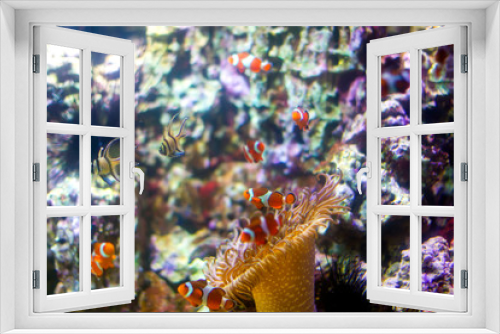 Fototapeta Naklejka Na Ścianę Okno 3D - Beautiful underwater background with corals and fish. Multi-colored marine ocean plants. Exotic flora water