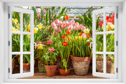 Fototapeta Naklejka Na Ścianę Okno 3D - Flowers at the green house. Blooming multi-colored flowers. Houseplants in the orangery. Tropical greenhouse with evergreen flowering plants