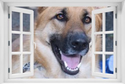Fototapeta Naklejka Na Ścianę Okno 3D - BEAUTIFUL GERMAN SHEPHERD DOG