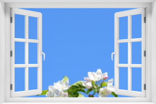 Fototapeta Naklejka Na Ścianę Okno 3D - Ast mit weißen Apfelblüten vor blauen Himmel - Hintergrund und Freisteller