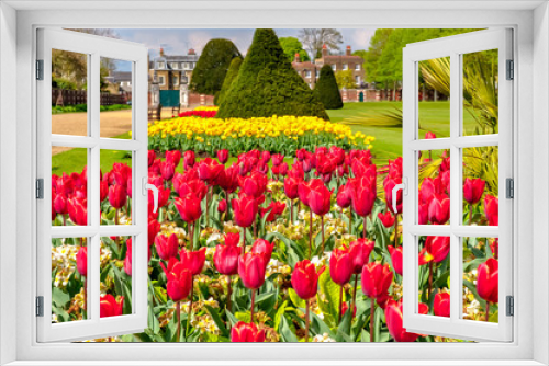 Fototapeta Naklejka Na Ścianę Okno 3D - Spring tulips in Hampton court gardens, London, UK