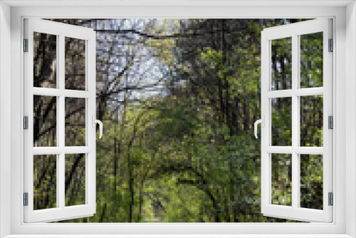 Fototapeta Naklejka Na Ścianę Okno 3D - Forest path summer time