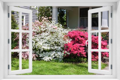 Fototapeta Naklejka Na Ścianę Okno 3D - Pink, white and red azaleas blooming in front of residential home porch.