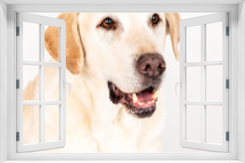 Fototapeta Naklejka Na Ścianę Okno 3D - labrador dog in a studio with white background