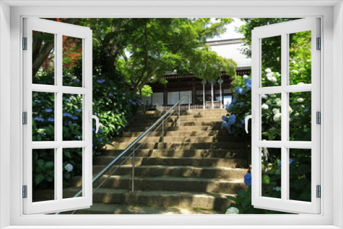 Fototapeta Naklejka Na Ścianę Okno 3D - アジサイが咲く6月の本土寺(本堂)　Hondo-ji Temple (Hydrangea Garden)