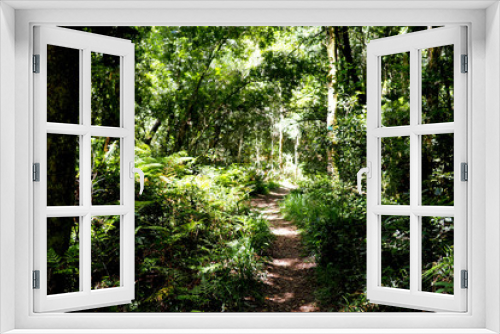 Fototapeta Naklejka Na Ścianę Okno 3D - View through down a path in a green forest
