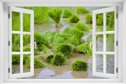 Fototapeta Naklejka Na Ścianę Okno 3D - green plants in the garden