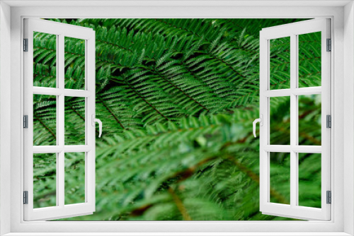 Fototapeta Naklejka Na Ścianę Okno 3D - Green leaves texture. Fresh spring tropical leaves background
