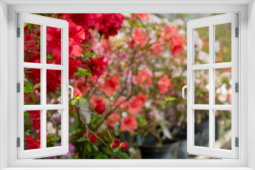 Fototapeta Naklejka Na Ścianę Okno 3D - Blooming red rhododendron (azalea), close-up, selective focus, copy space.
