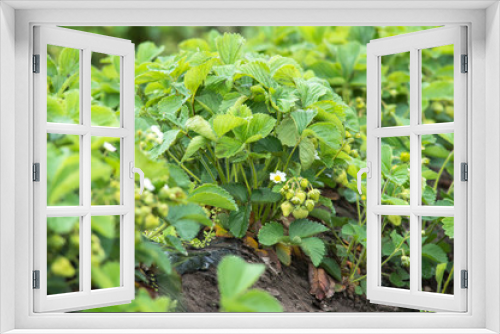 Fototapeta Naklejka Na Ścianę Okno 3D - green berry strawberry growing on garden