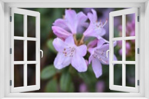 Fototapeta Naklejka Na Ścianę Okno 3D - Blühende Azalee