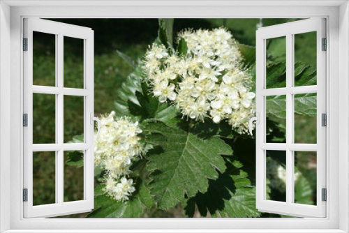 Fototapeta Naklejka Na Ścianę Okno 3D - Whitebeam tree blossom in the garden in spring