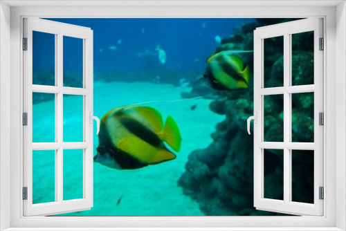 Fototapeta Naklejka Na Ścianę Okno 3D - Coral & fishes, Red Sea