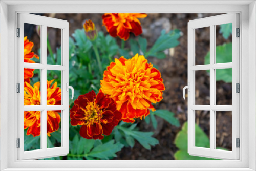 Fototapeta Naklejka Na Ścianę Okno 3D - Mexican marigold flowers 