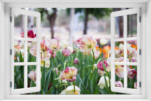 Fototapeta Naklejka Na Ścianę Okno 3D - Tulip in the flower field