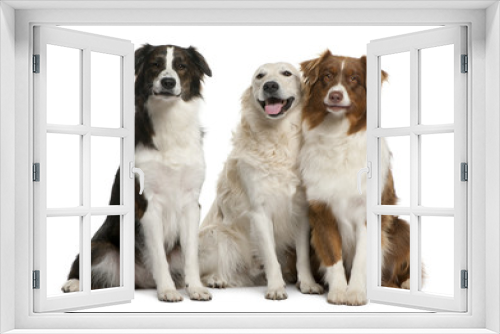 Fototapeta Naklejka Na Ścianę Okno 3D - Group of three mixed-breed dogs in front of white background