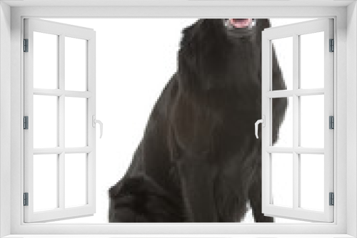 Fototapeta Naklejka Na Ścianę Okno 3D - black flat coated retriever