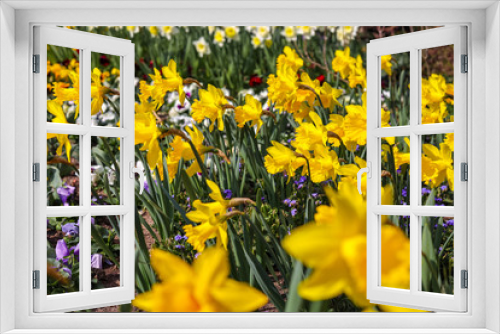 Fototapeta Naklejka Na Ścianę Okno 3D - Narcissus flowers in spring time