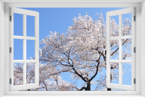 Fototapeta Naklejka Na Ścianę Okno 3D - 青空に桜の花