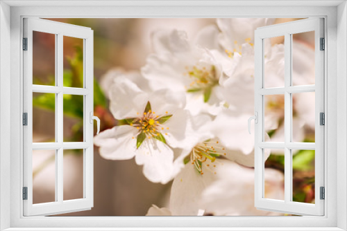 Fototapeta Naklejka Na Ścianę Okno 3D - White cherry blossom flowers in the Spring