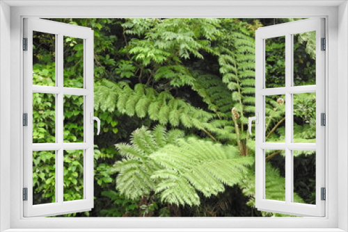 Fototapeta Naklejka Na Ścianę Okno 3D - 森の植物