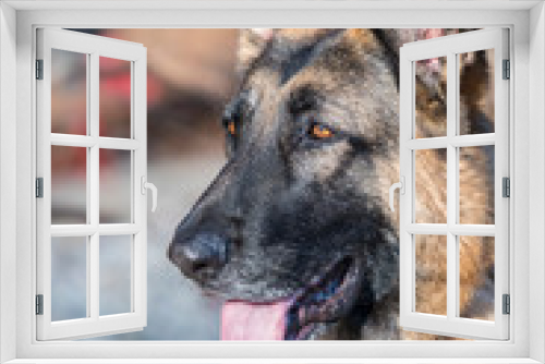 Fototapeta Naklejka Na Ścianę Okno 3D - German Shepherd Dog Looking Alert for a Portrait